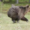 When Offseason Content Meets Wild Reality: Buoy and Hayden’s Unscripted Bear Run