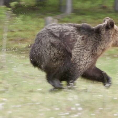 When Offseason Content Meets Wild Reality: Buoy and Hayden’s Unscripted Bear Run