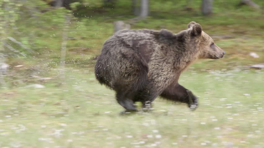 Preview When Offseason Content Meets Wild Reality: Buoy and Hayden’s Unscripted Bear Run