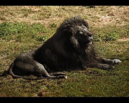 From Penza to the Veldt: Sandro Mamamtavrishvili’s Journey with Black Lion to South Africa