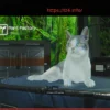Pragmata: Complete Terradome Collectibles Guide