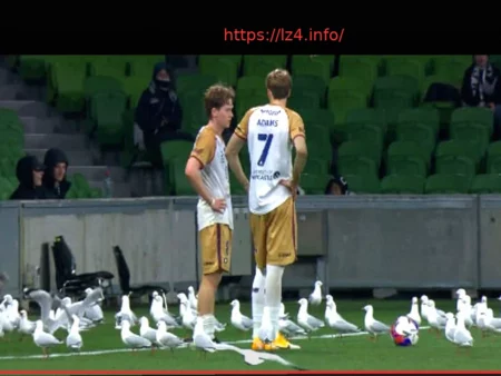 Десятки чаек прервали концовку матча в Австралии