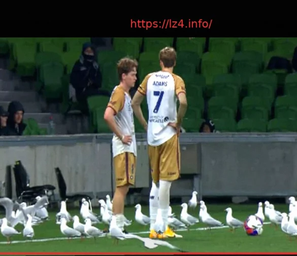 Десятки чаек прервали концовку матча в Австралии