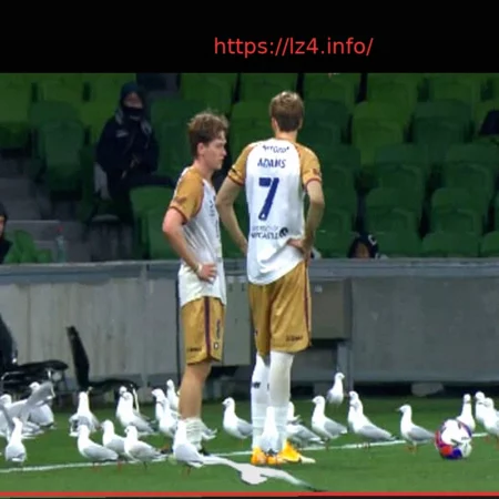 Десятки чаек прервали концовку матча в Австралии