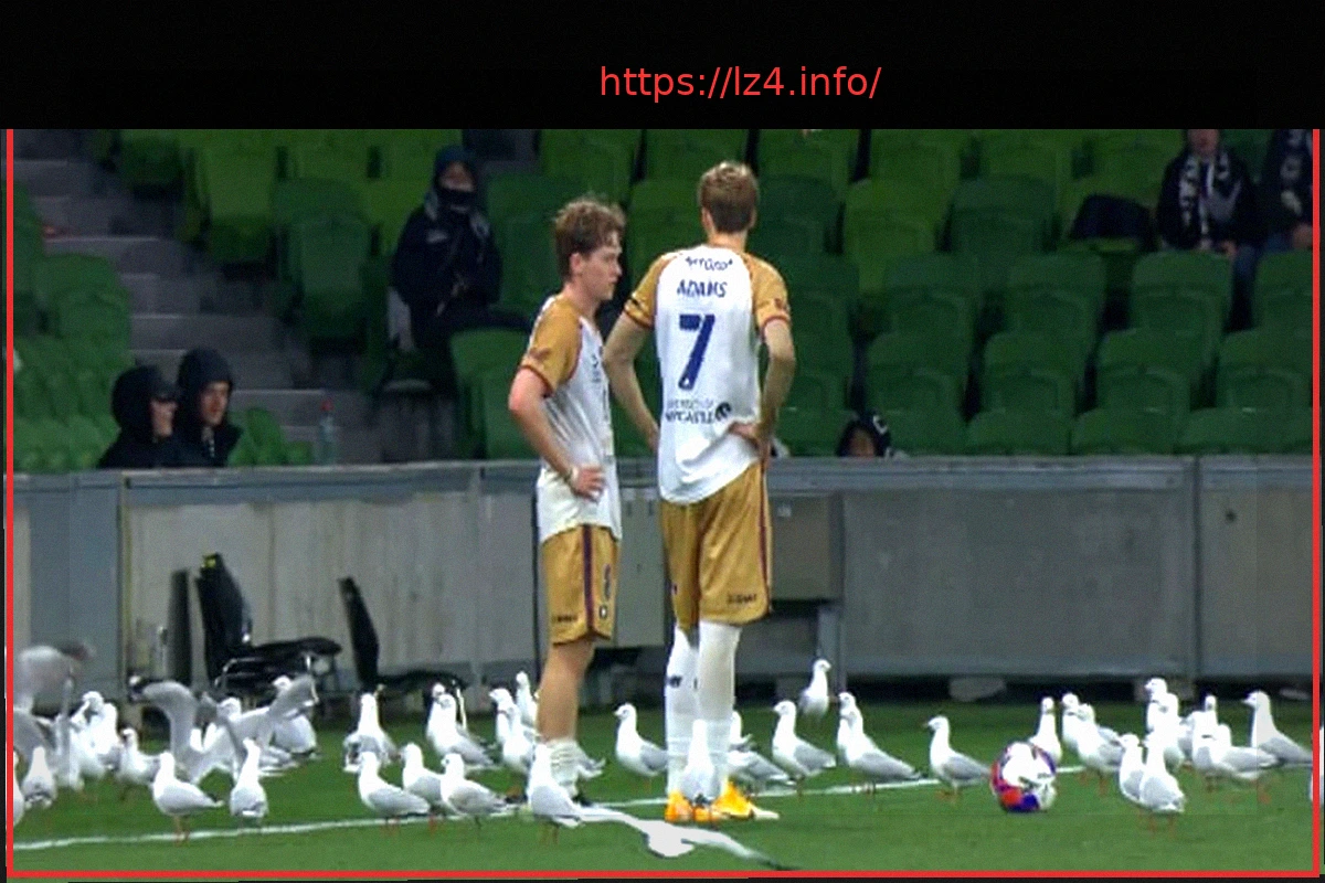 Preview Десятки чаек прервали концовку матча в Австралии